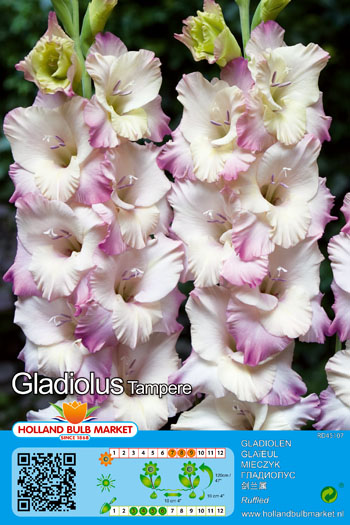 Gladiool Tampere 5 tk