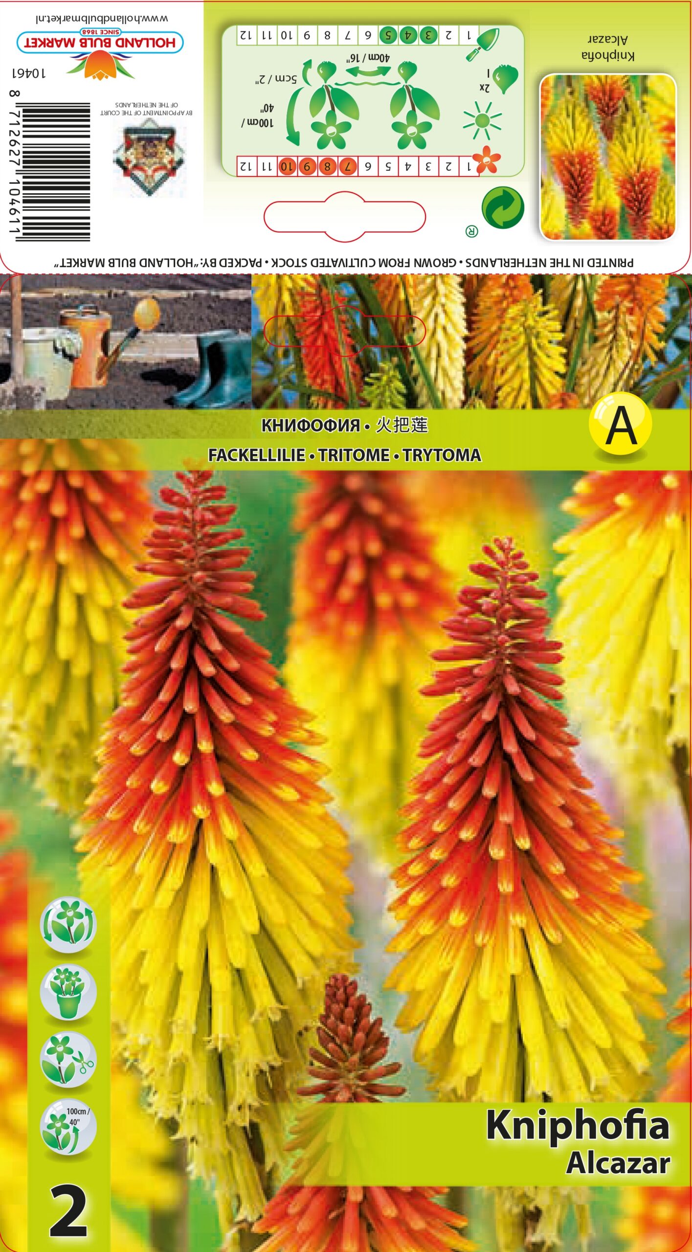 Tõrvikliilia Alcazar 2 tk