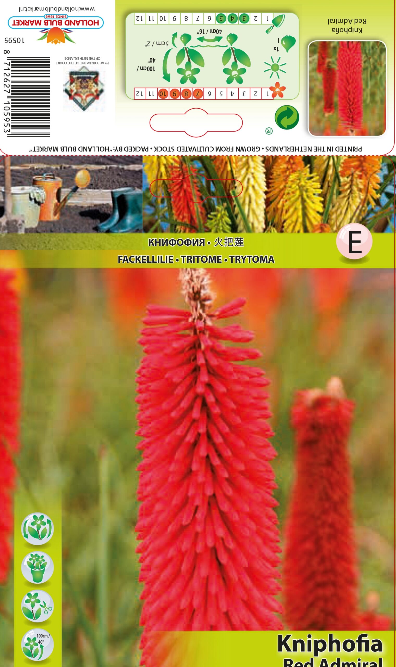 Tõrvikliilia Red Admiral 1 tk