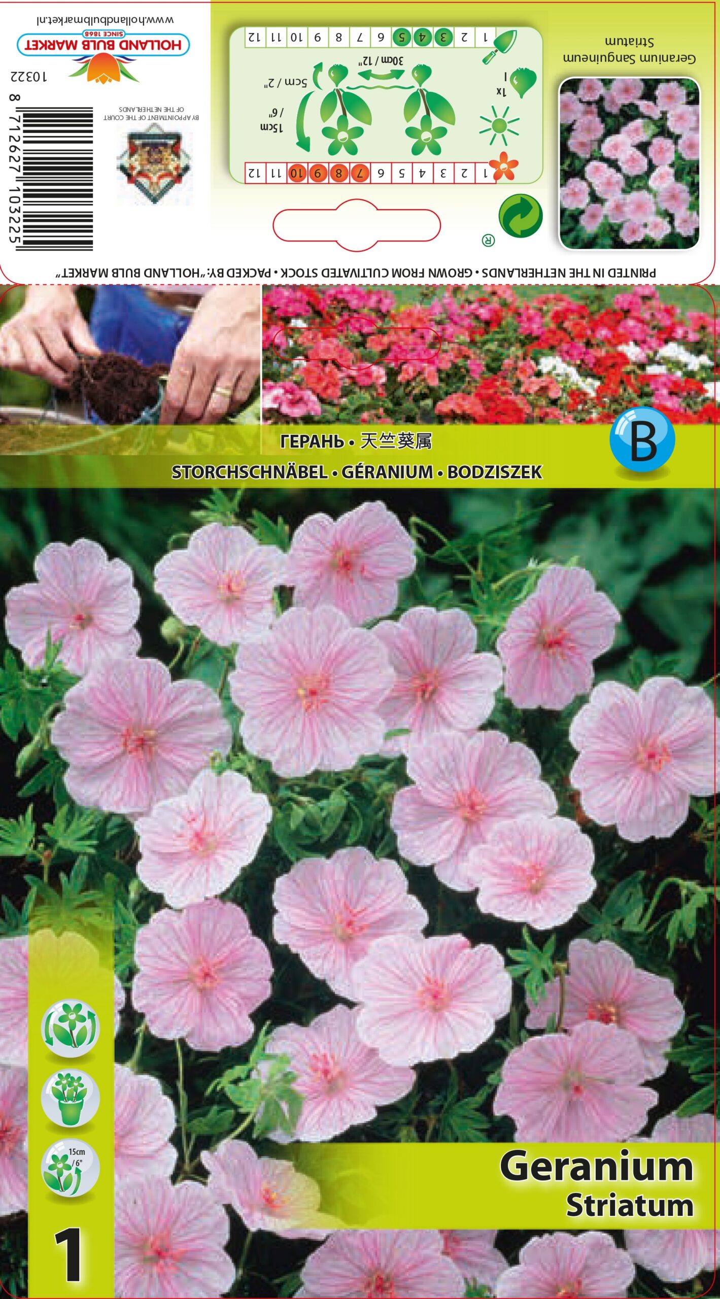 Verev kurereha striatum 1 tk