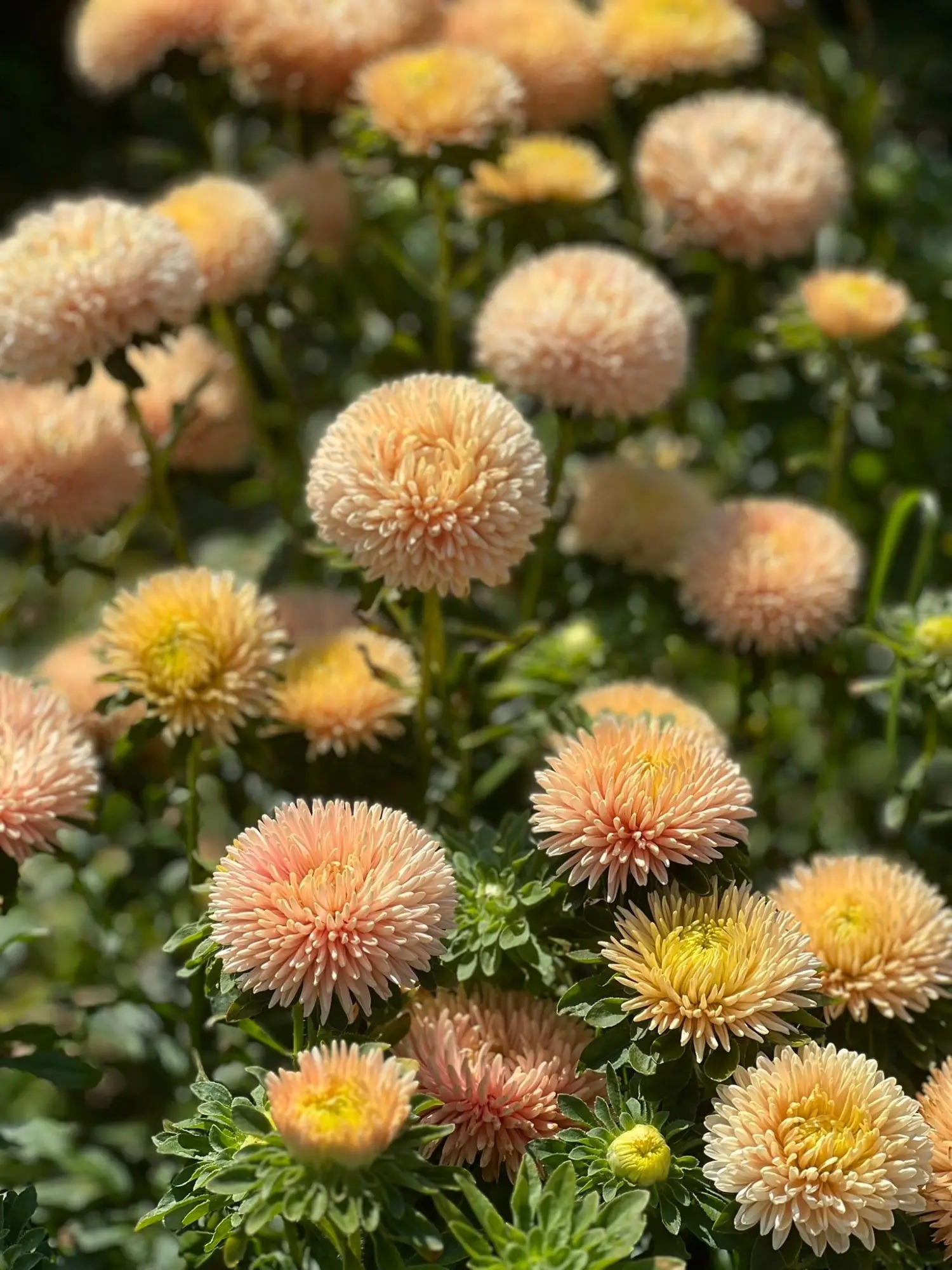 Aster XXL Syringa Champagne 25 s