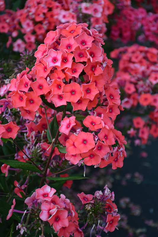 Aed-leeklill Tequila Sunrise paljasjuurne 1 tk