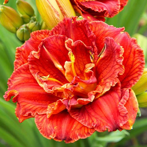 Päevaliilia Paprika Flame 1 tk