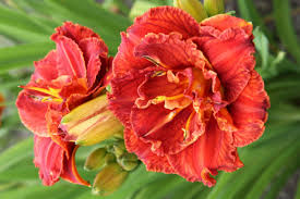 Päevaliilia Paprika Flame 1 tk