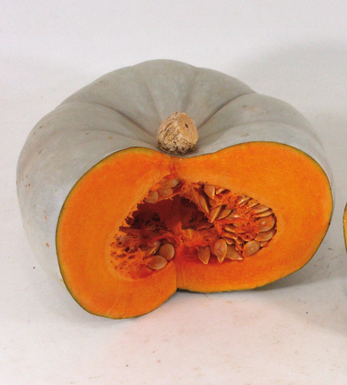 Kõrvits Betty Blue F1 10 seemet