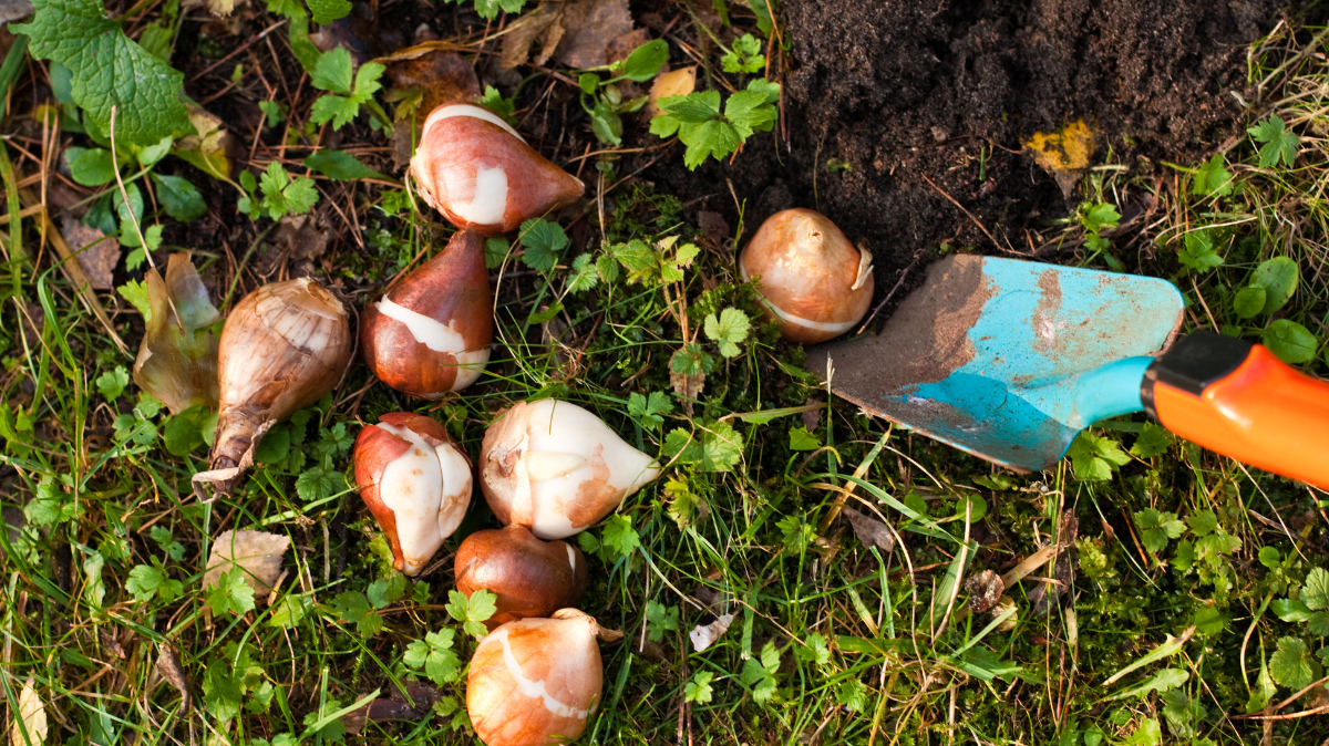 2026 kevadhooaja lillesibulate tellimine!