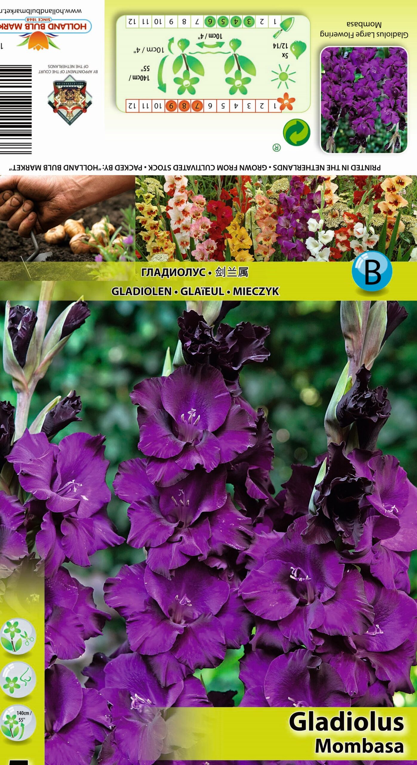 Gladiool Mombasa 5 tk