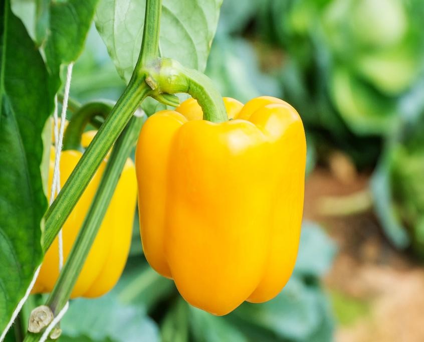 Paprika Goldenstar F1 10s