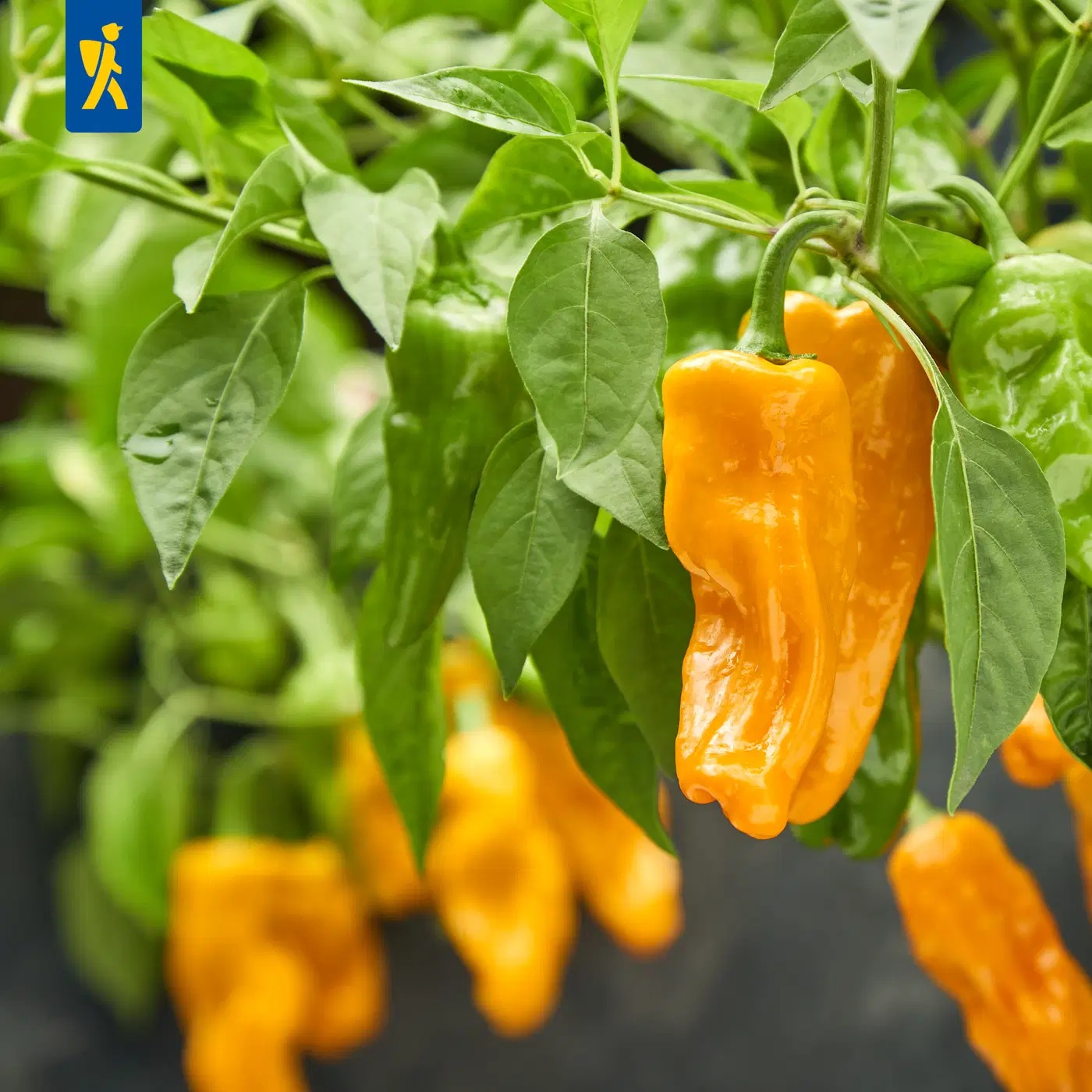 Kibe paprika Burpees Tarantella S