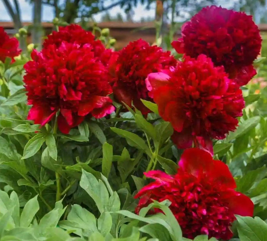 Pojeng Belgravia paljasjuurne 1 tk