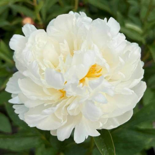 Pojeng Fringed Ivory paljasjuurne 1 tk