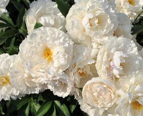 Pojeng Fringed Ivory paljasjuurne 1 tk