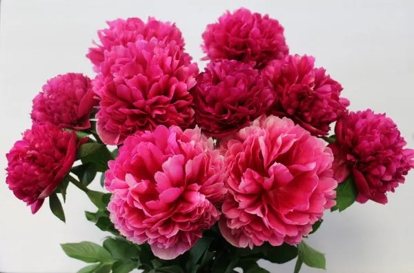 Pojeng Belgravia paljasjuurne 1 tk