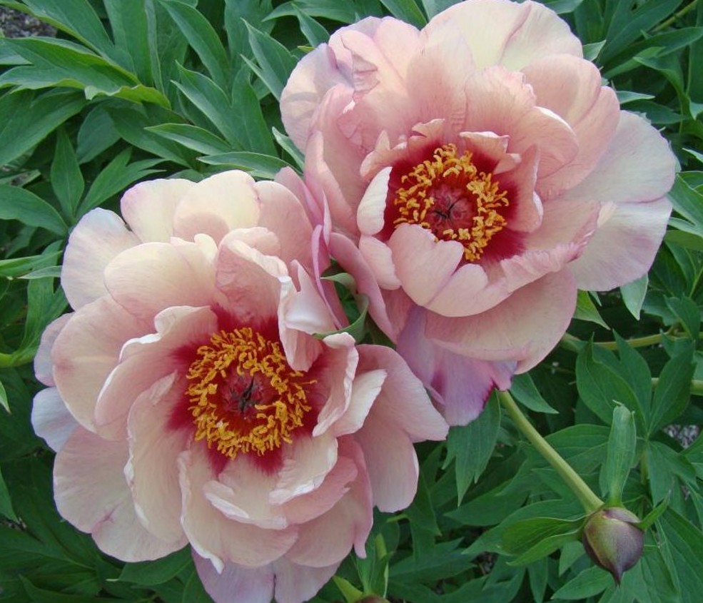 Pojeng ITOH Berry Berry Fine paljasjuurne 1 tk