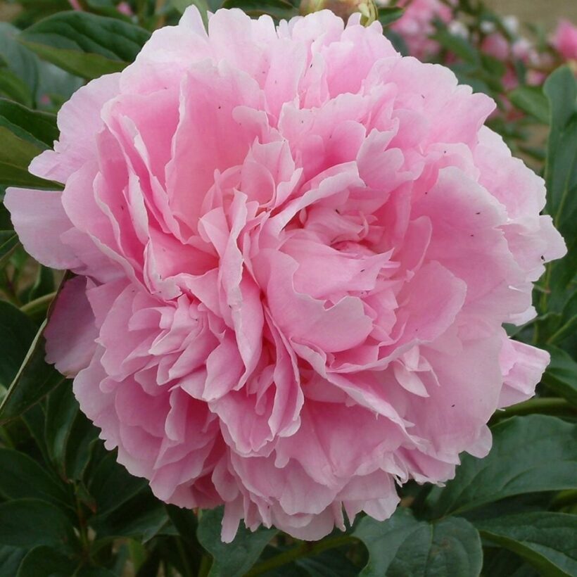 Pojeng Dinner Plate paljasjuurne 1 tk