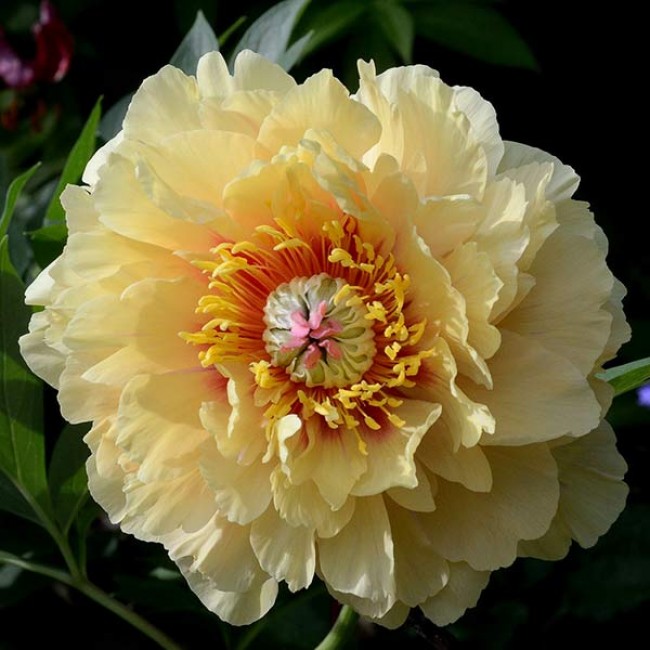 Pojeng ITOH Garden Treasure paljasjuurne 1 tk