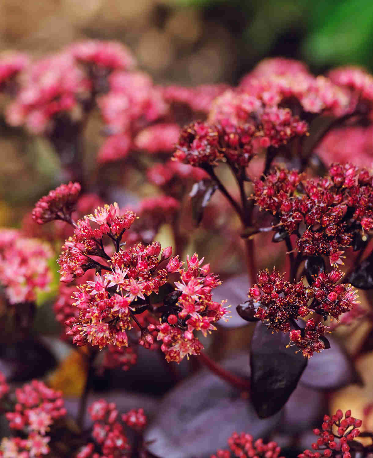 Värd - kukehari Purple Emperior 1 tk