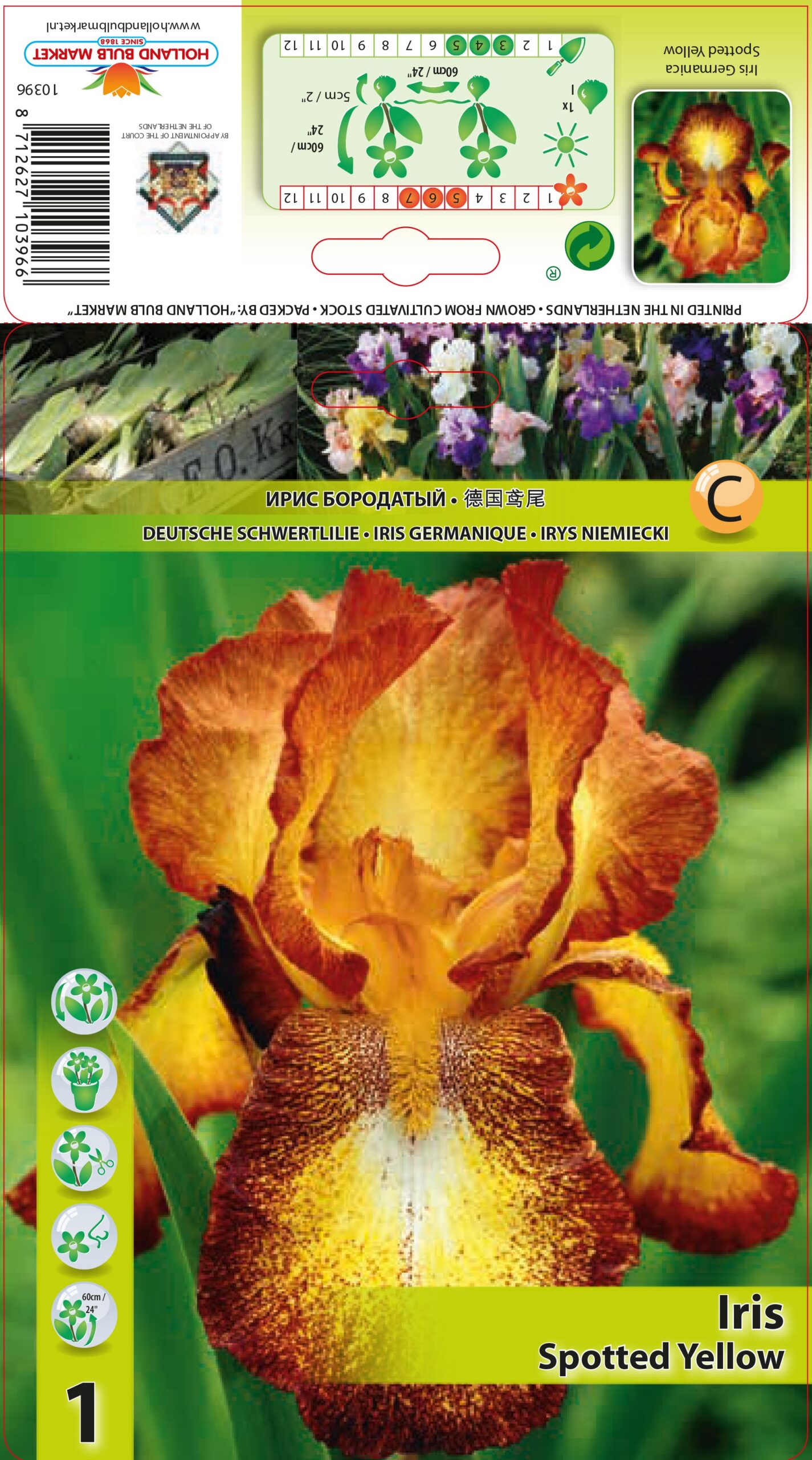 Iiris Spotted Yellow 1 tk