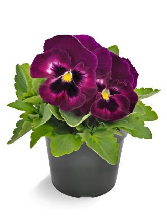 Võõrasema Inspire DeluXXe Rose Velour 20 s