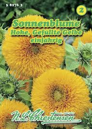 Päevalill Gefüllte Gelbe