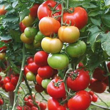 PROFI Tomat Baribine F1 5s