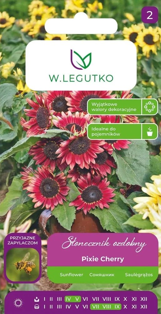 Päevalill Pixie Cherry 2g