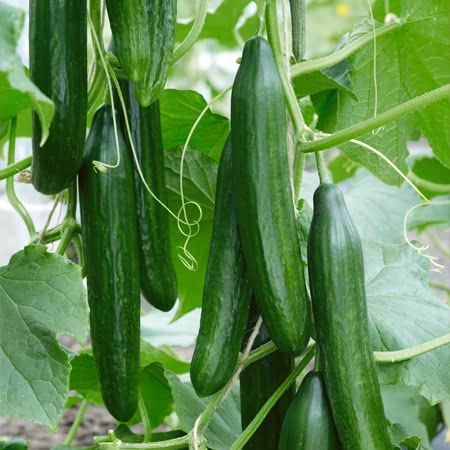 Kurk Saladin F1 10 seemet