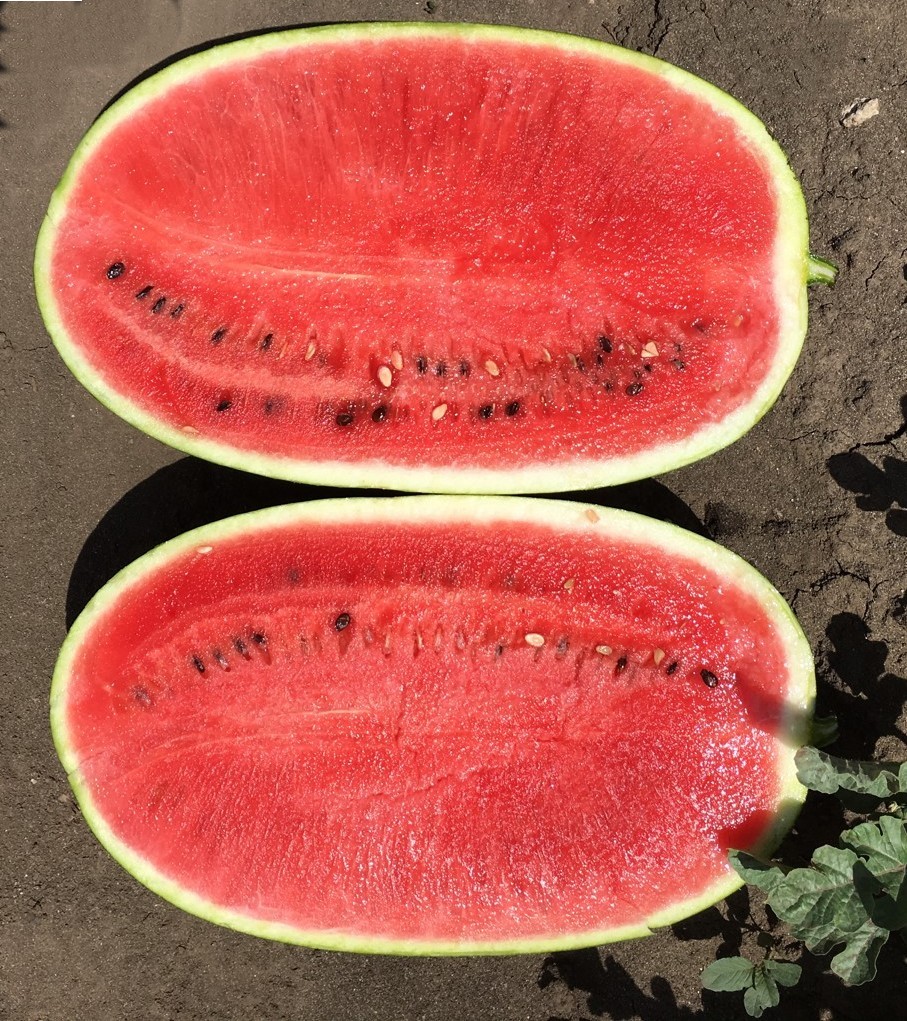 Arbuus Morgan F1 5 seemet