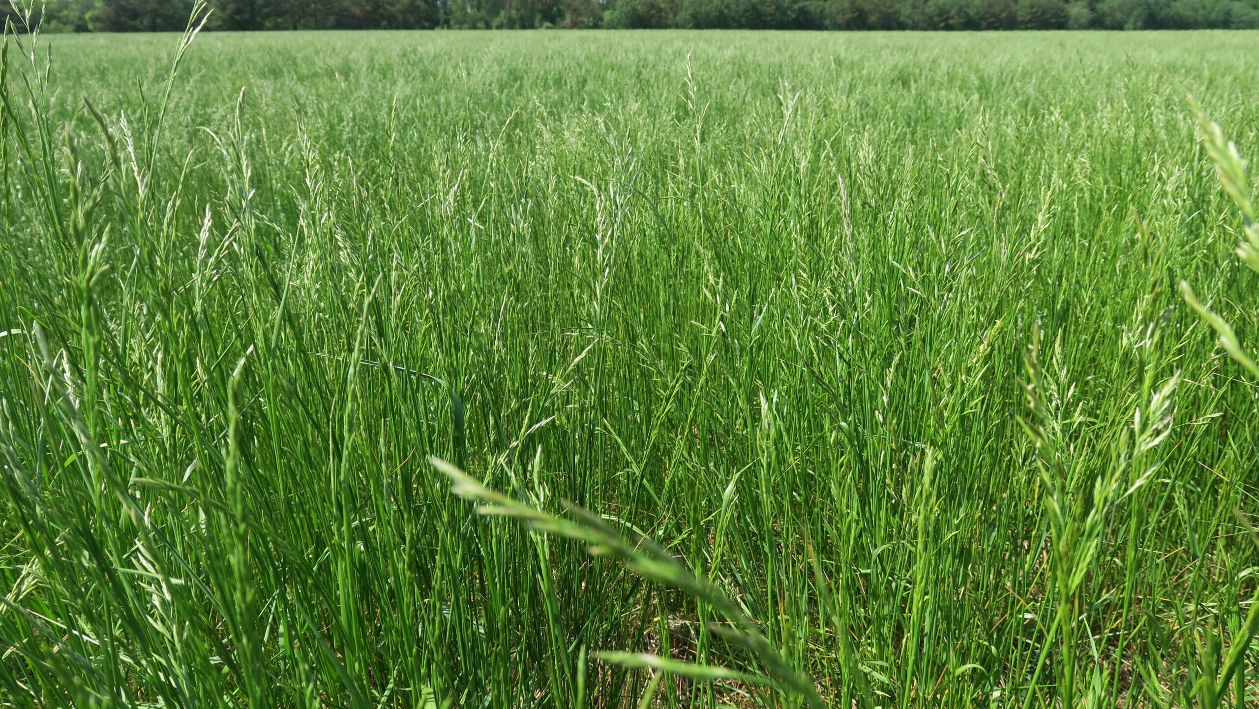 Harilik aruhein BARAIKA 500 g