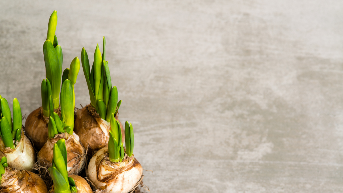 2026 kevadhooaja lillesibulate tellimine!