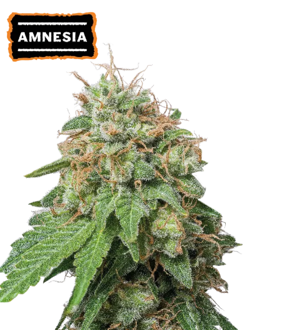 Cannabis - Kanep Amnezia Haze Autoflower