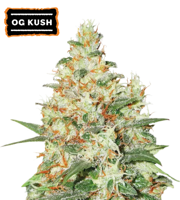 Cannabis - Kanep OG Kush Autoflower