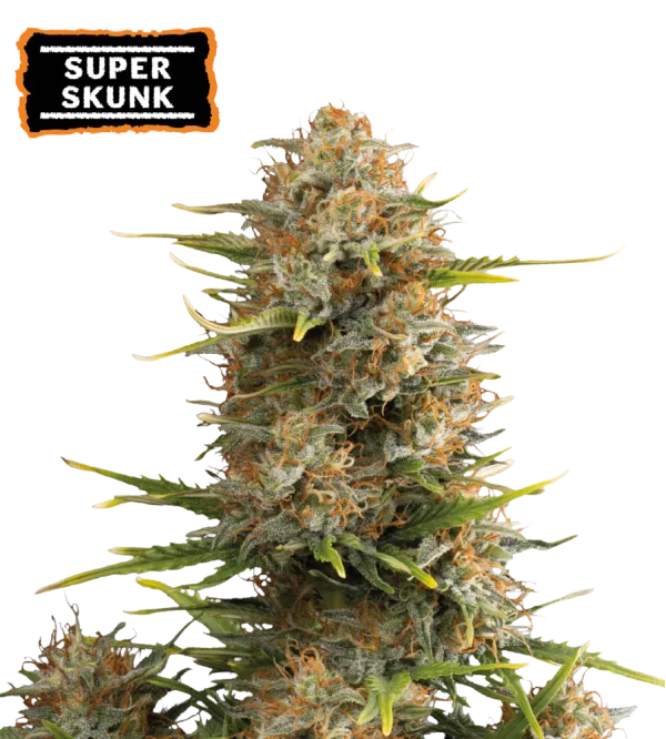 Cannabis - Kanep Super Skunk Autoflower
