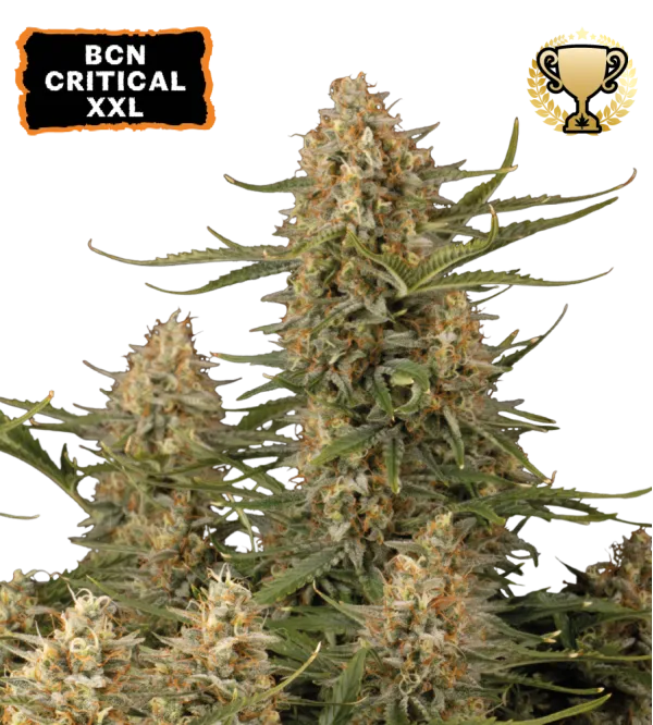 Cannabis - Kanep BCN Critical XXL Feminized