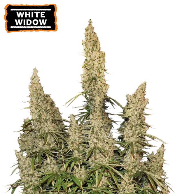 Cannabis - Kanep White Widow Autoflower