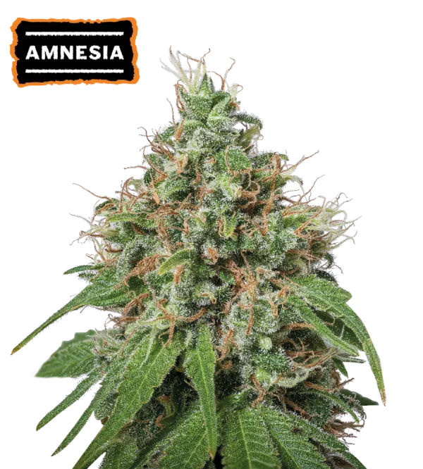 Cannabis - Kanep Amnezia Haze Feminized