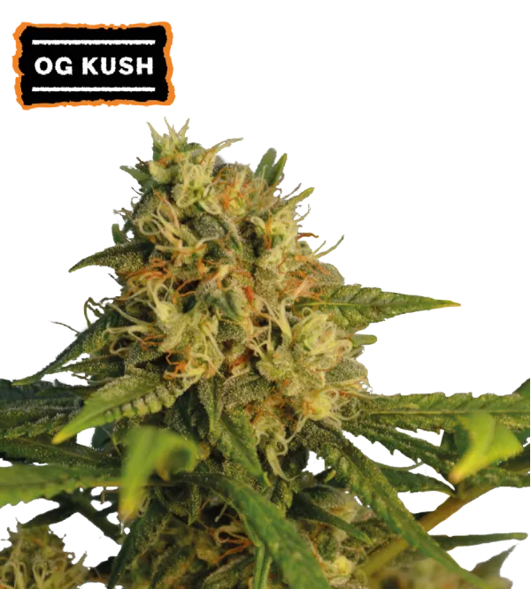 Cannabis - Kanep OG Kush Feminized