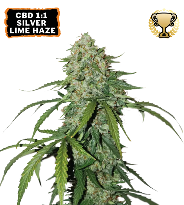 Cannabis - Kanep CBD 1:1 Silver Lime Haze Autoflower