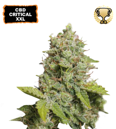 Cannabis - Kanep CBD Critical XXL Autoflower