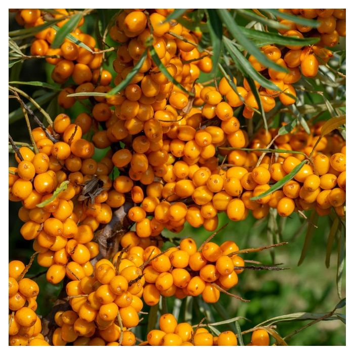 Harilik astelpaju Maria emastaim C8