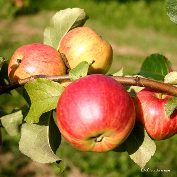 Õunapuu Sügisdessert C8