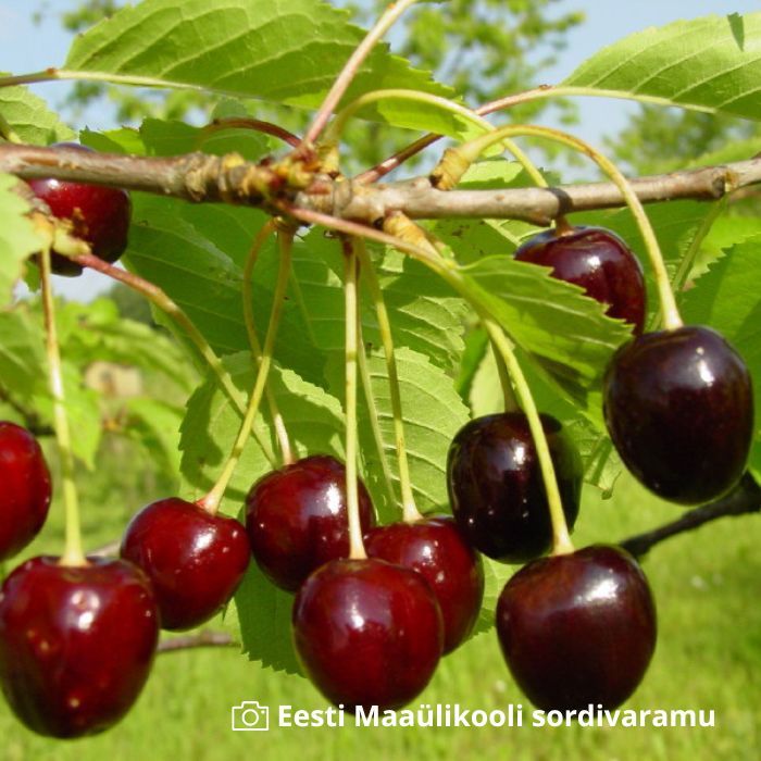 Maguskirsipuu Leningradi Must C8