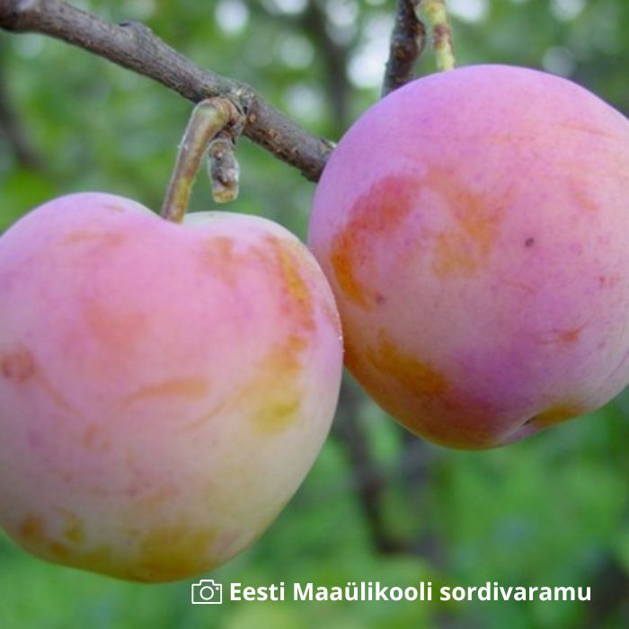 Aed-ploomipuu Emma Leppermann C8