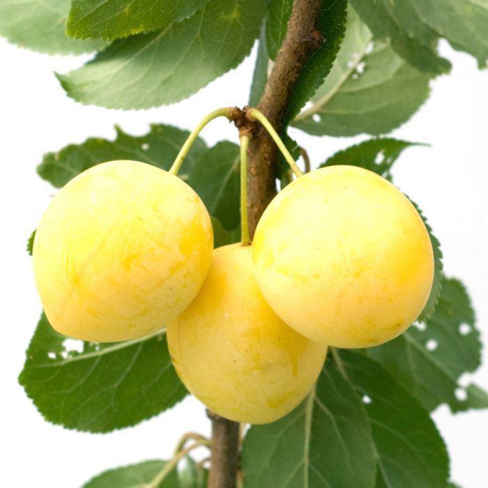 Aed-ploomipuu Onega C8