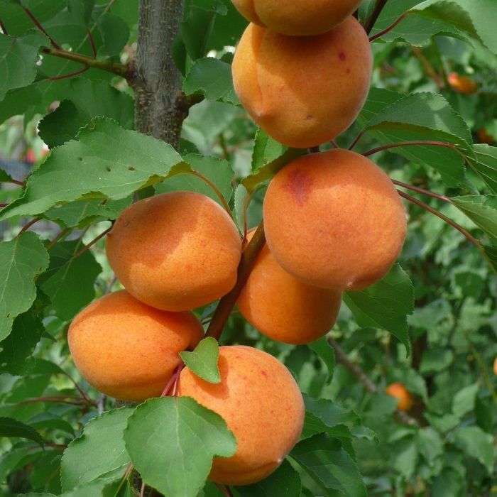 Harilik aprikoosipuu Moskovski Krupnõi C8