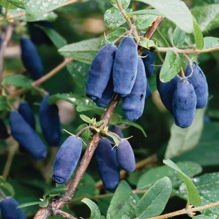 Söödav kuslapuu Honeybee C2