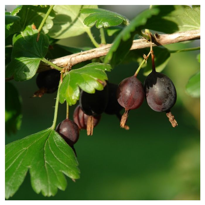 Aed-karusmari Must Neegus C3