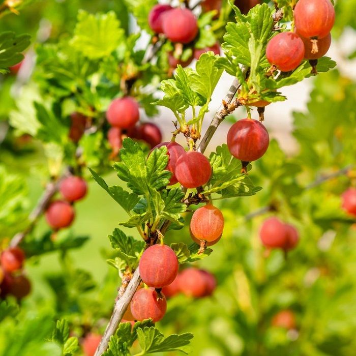 Aed-karusmari Spinefree C3