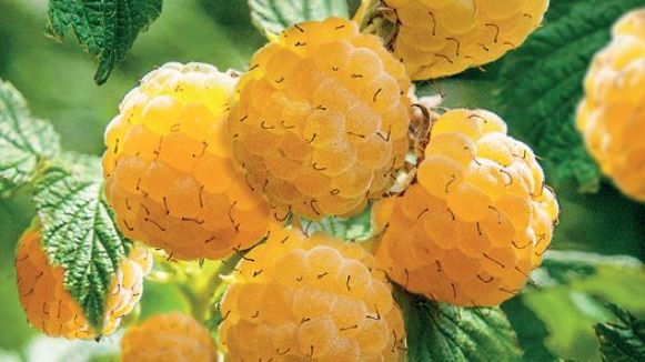 Aedvaarikas TwoTimer Sugana Yellow taim C2