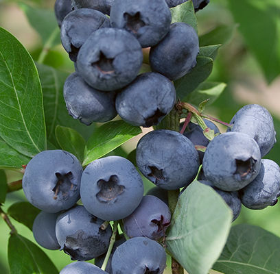 Kännasmustikas Jersey taim C2